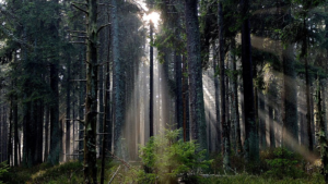 The sun's rays passing through forest trees.